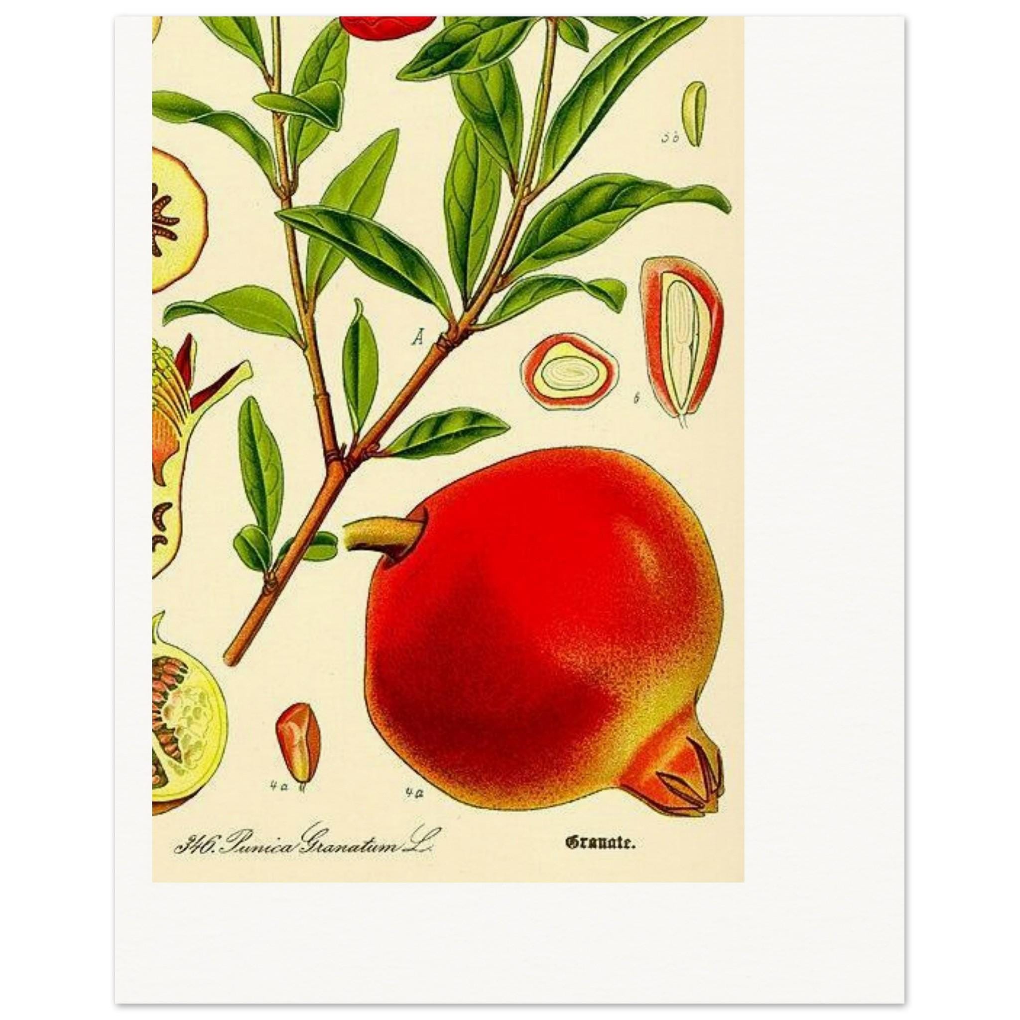 il_fullxfull.8674879039_b9zz.jpg Pomegranate Botanical Art Print – Vintage Illustration