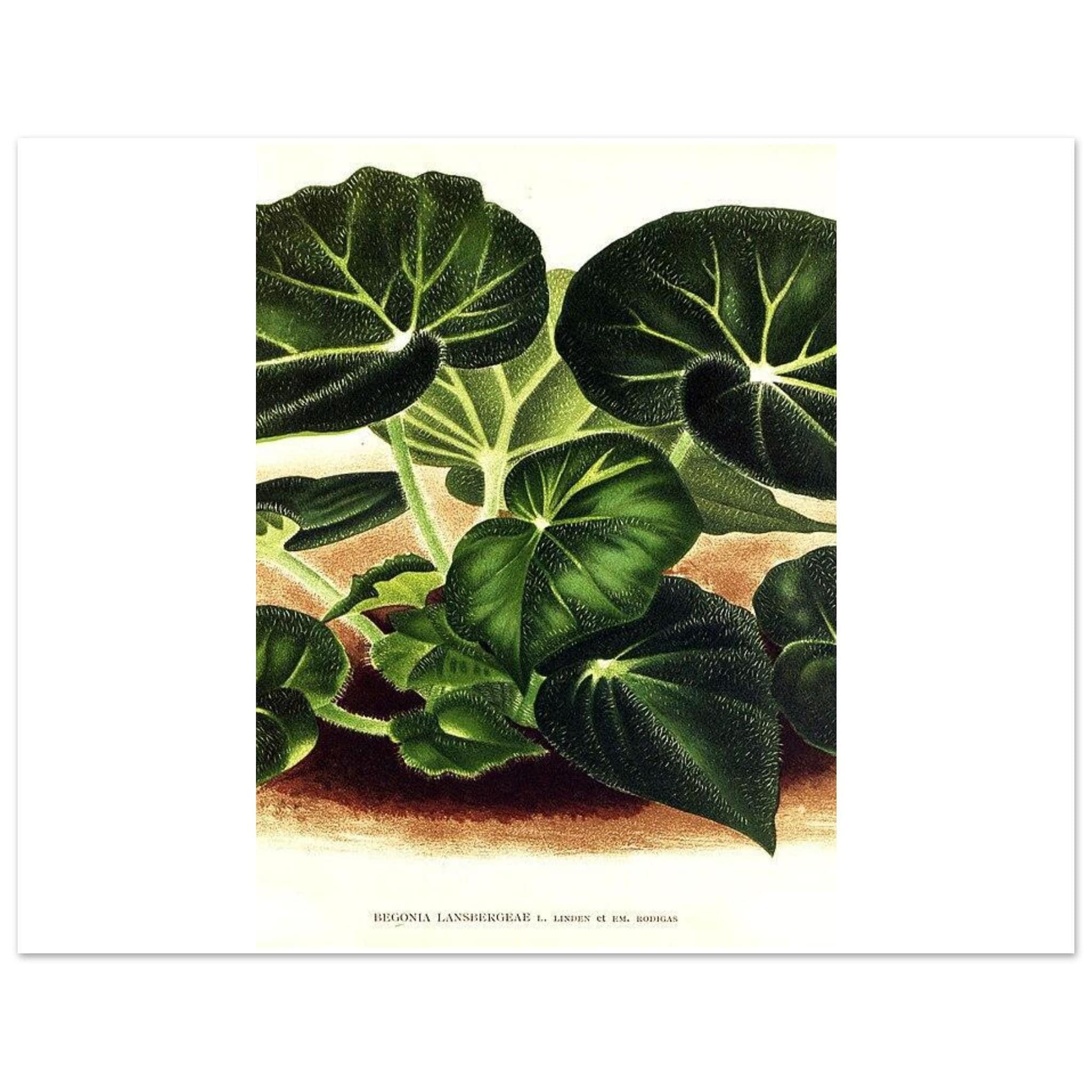 Begonia Botanical Art Print – Green Foliage