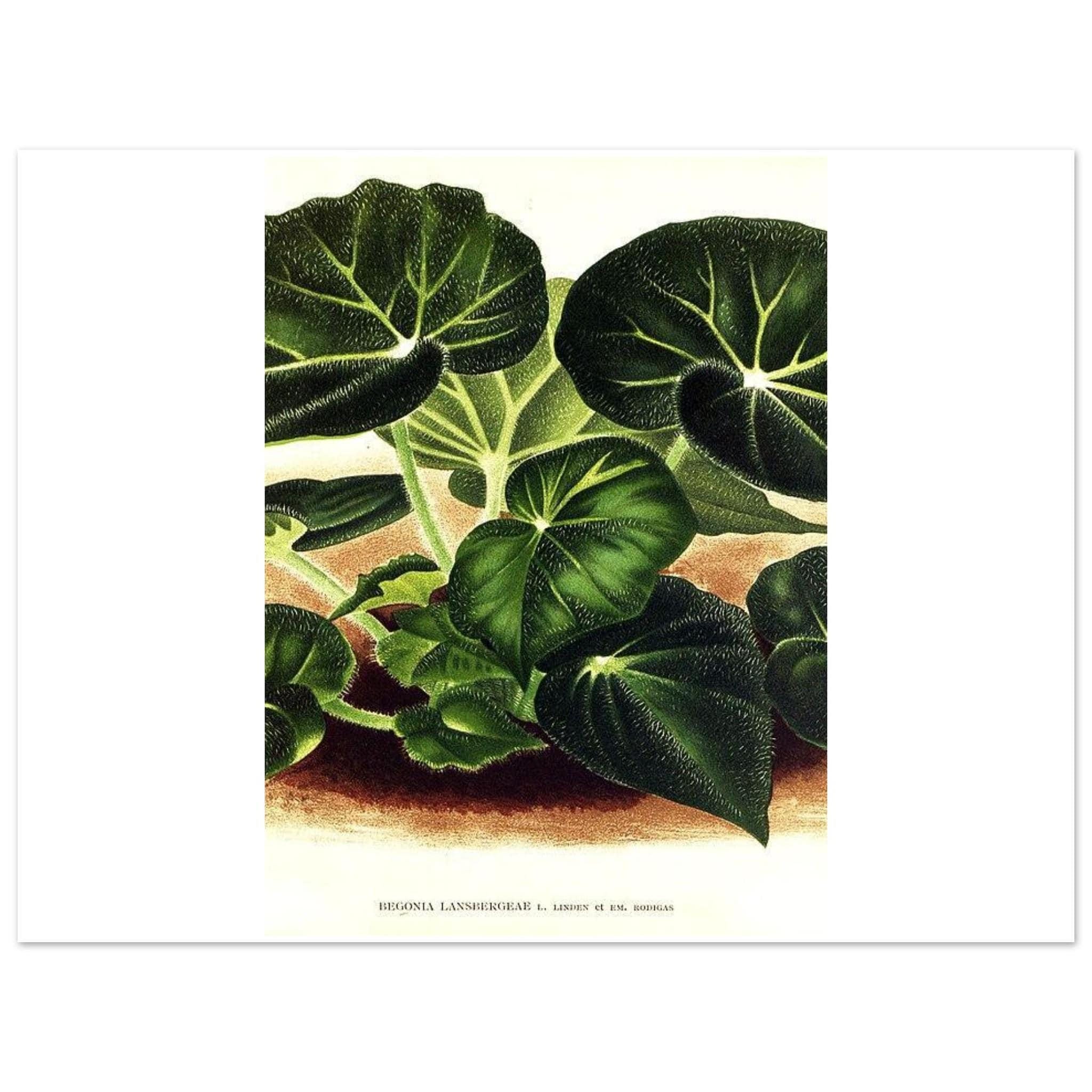 Begonia Botanical Art Print – Green Foliage - Image 5