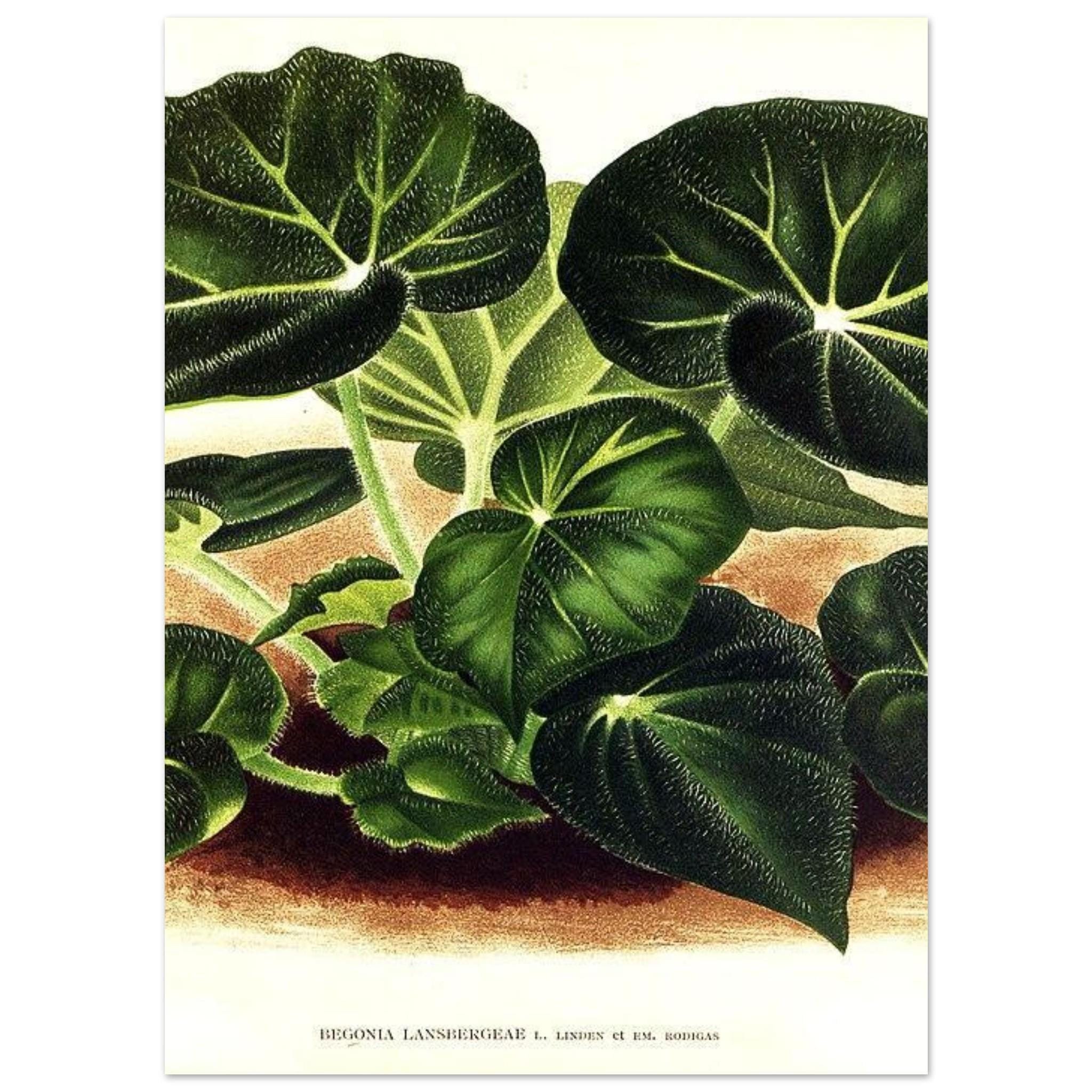 Begonia Botanical Art Print – Green Foliage - Image 6